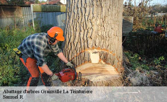 Abattage d'arbres  grainville-la-teinturiere-76450 Samuel R