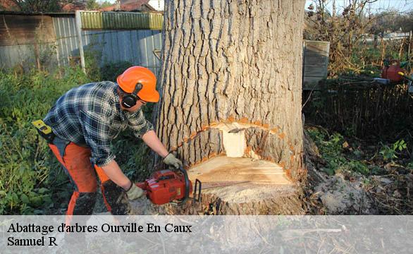 Abattage d'arbres  ourville-en-caux-76450 Samuel R
